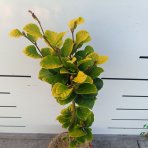 Buk lesný (Fagus sylvatica) ‘DAWYCK GOLD’ - výška 40-60 cm, kont. C5L